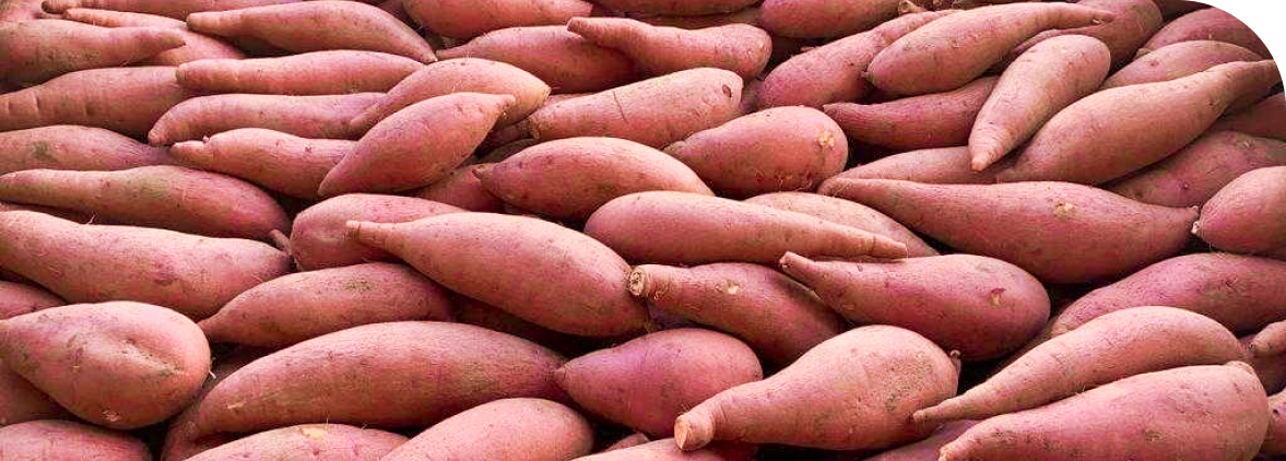 Egypt finally leads EU sweet potato supply rankings, surpassing USA