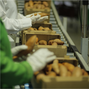 Packing Process Image 5