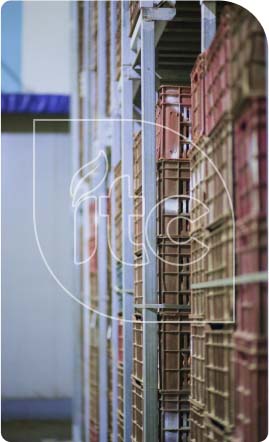 Receiving raw harvest & Curing