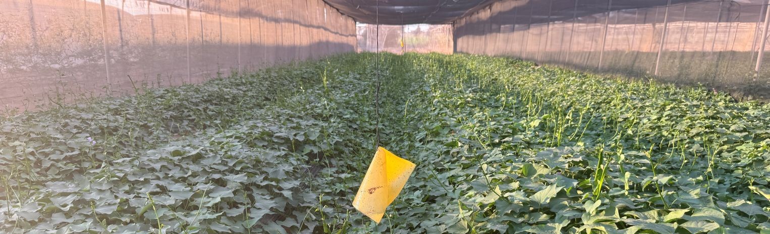 1.2 Breeding to gen 3