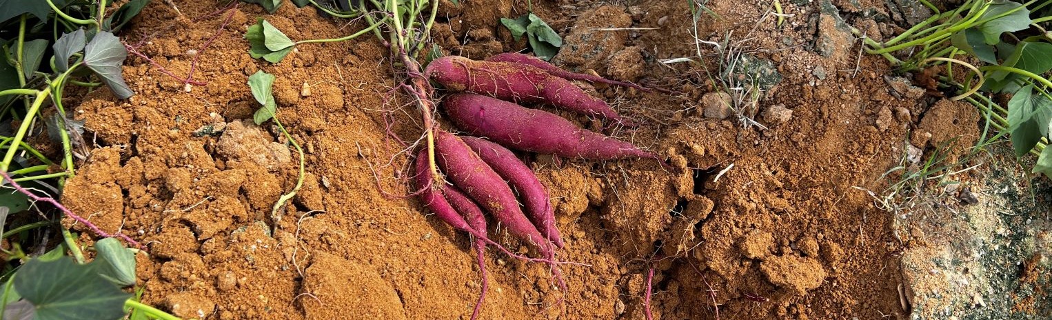 1.3 Producing gen 3 seedlings and seeds