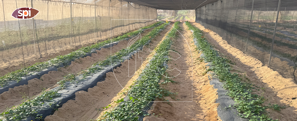 Inside SPI’s Advanced Sweet Potato Nursery: Where Quality Begins