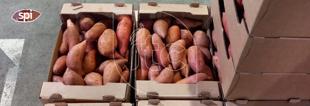 The Ultimate Guide to Sourcing: What Importers Look for in a Reliable Sweet Potato Supplier