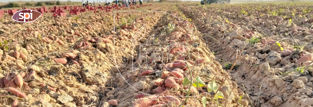 From Seasonal to Year-Round: How Egyptian Innovation is Redefining the Global Sweet Potato Trade