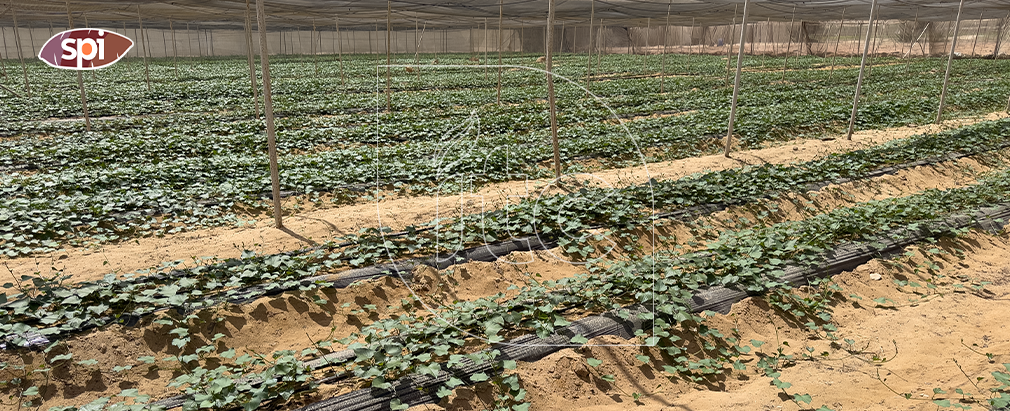 Physiological Determinants of Sweet Potato Yield and Quality: The Role of Advanced Nursery Propagation