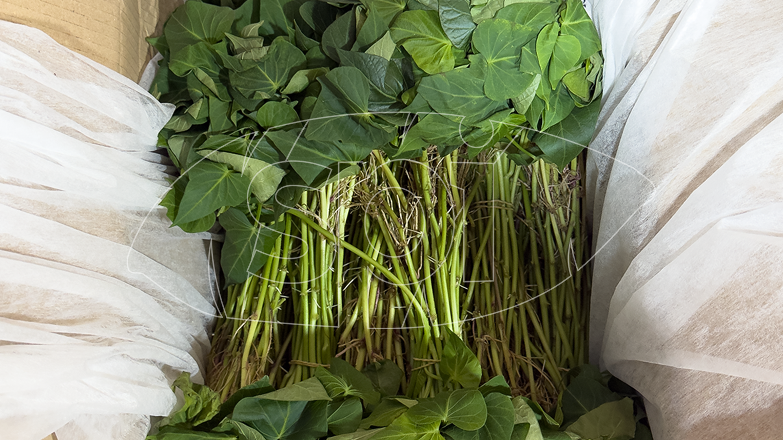 1.1 Receiving gen zero