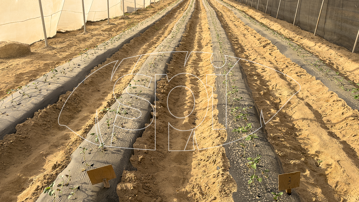 1.2 Breeding to gen 3