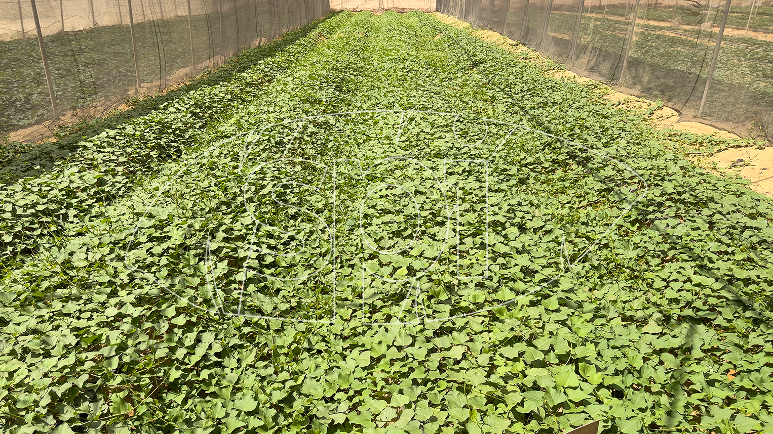 1.3 Producing gen 3 seedlings and seeds