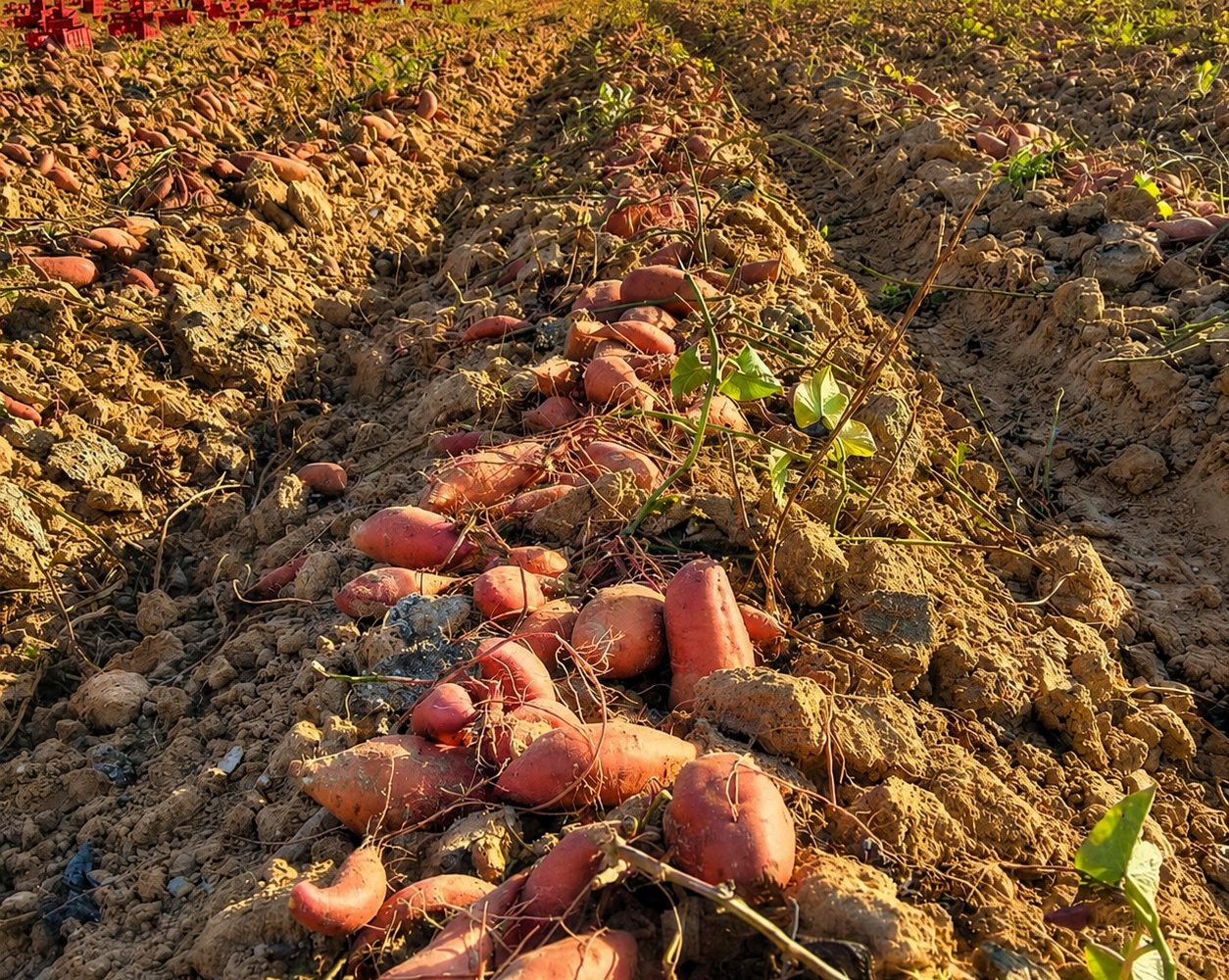 Sweetpotato roots lifted during harvest in Egypt
