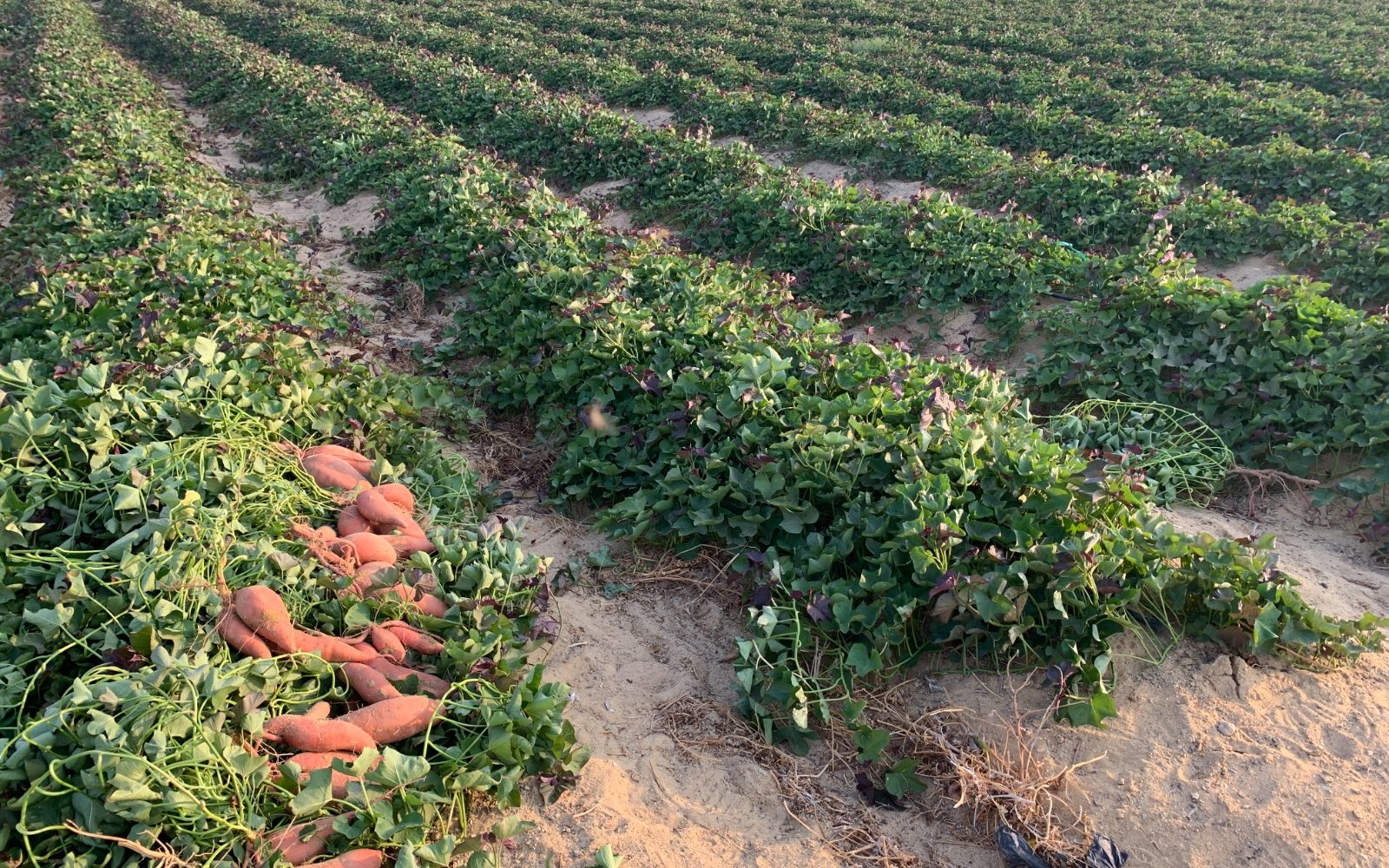 Harvest crew collecting sweetpotato roots