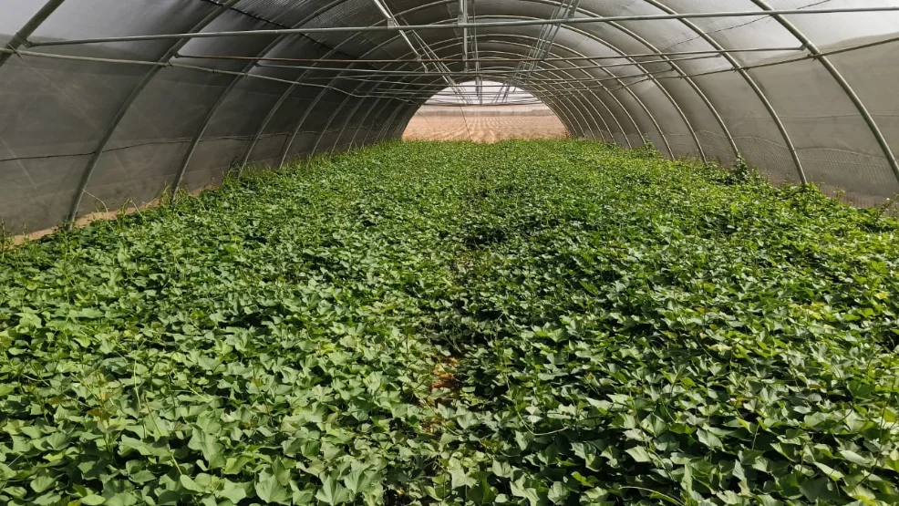 Graded sweetpotato roots packed in field crates