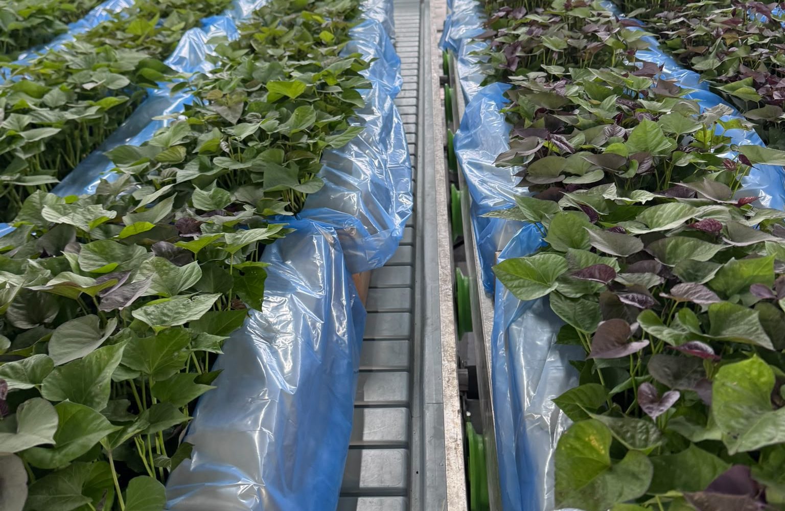 Sweetpotato propagation tables inside the nursery