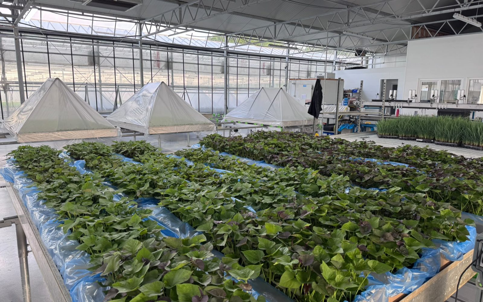 Managed sweetpotato nursery glasshouse