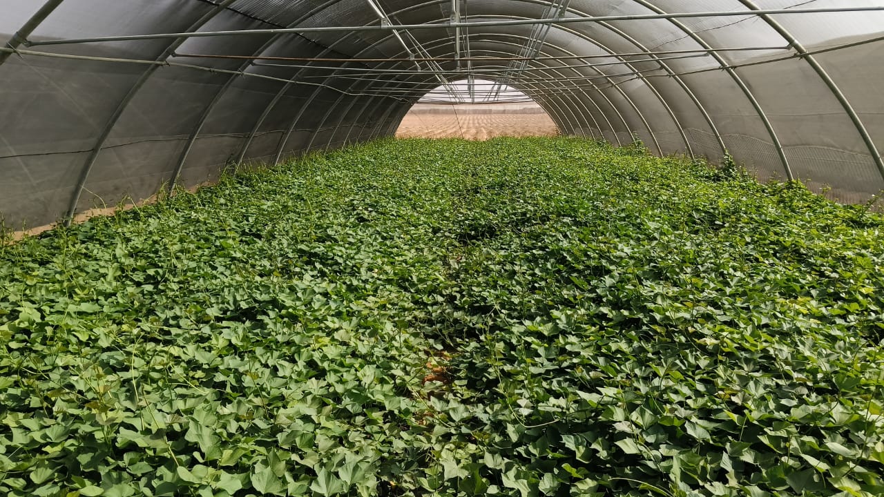 From plantlet to field-ready slip